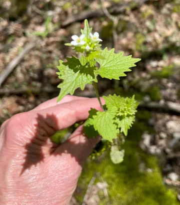 Garlic Mustard