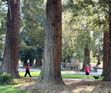 Arbor Day Mountain View