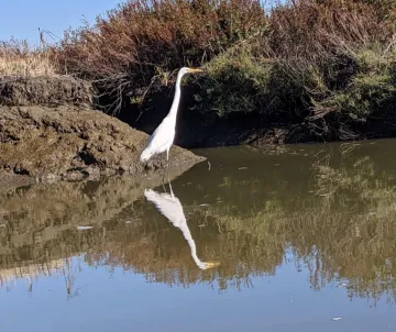 Creek pollution