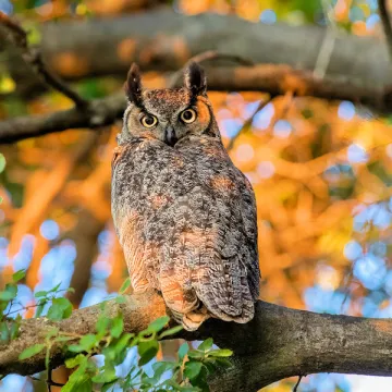 Great horned owl
