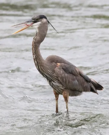 LLELA Heron