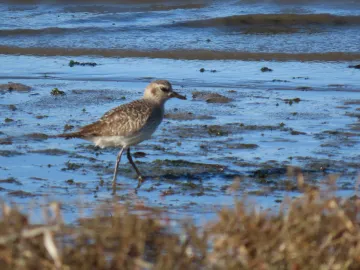 Sandpiper at Sweet Springs in Los Osos CA
