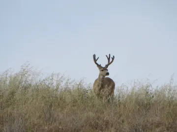 Mule deer at Montana de Oro State Park