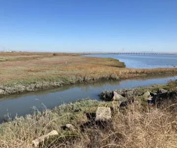 Bay shoreline
