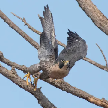 Peregrine falcon