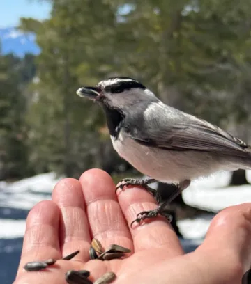 Bird on a hand
