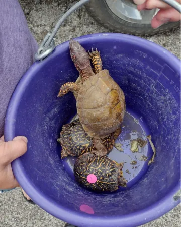 Three-toed turtle on top of ornate box turtles 