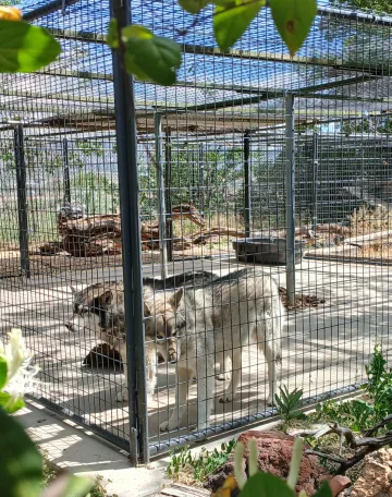 Wolf Hybrids at PSSW