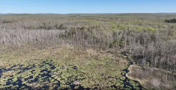 Beaver pond surrounded by trees