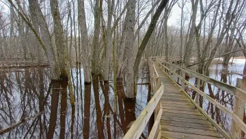 Flooded forested area with water level up to boardwalk and tree trunks.