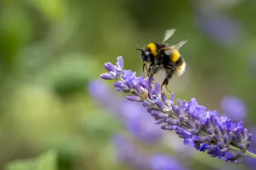 Bumblebee on flower