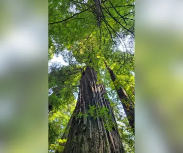Coastal redwood tree