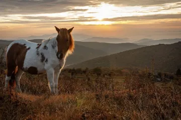 wild pony at Grayson Highlands