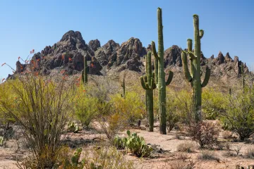 a mountainous desert landscape with tall saguaro cacti of Ironwood Forest National Monument