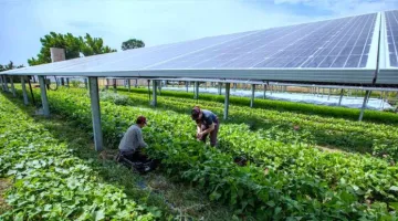 Solar Farm