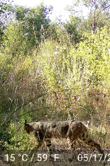 Bobcat