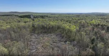 Green trees stretching to the horizon with bare patch of forest where trees have been cut down.