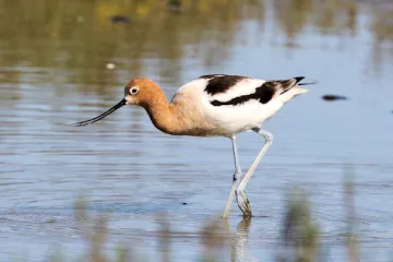 American Avocet bird