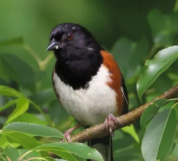  Eastern Towhee