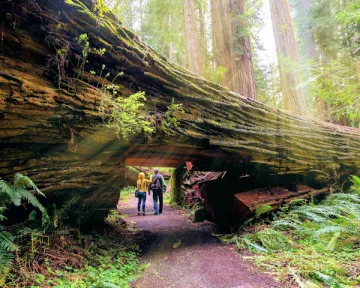 People hiking in the redwood forest
