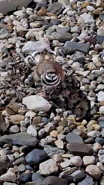 Killdeer standing next to nest
