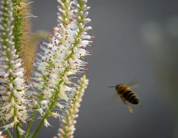 Bee flying toward blooming Culver's Root (Veronicastrum virginicum). Photo Credit: Steve Ring
