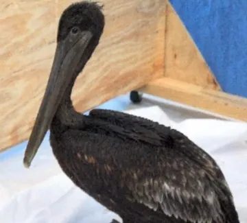 oiled pelican cropped to remove white space