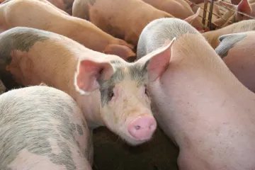 Livestock confined in factory farm
