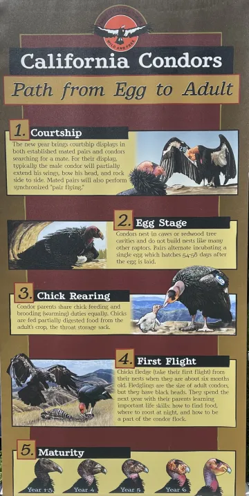 Condors
