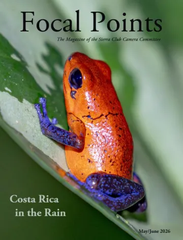 An orange frog with blue legs rests on a green leaf.