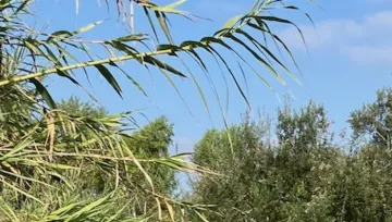 Arundo
