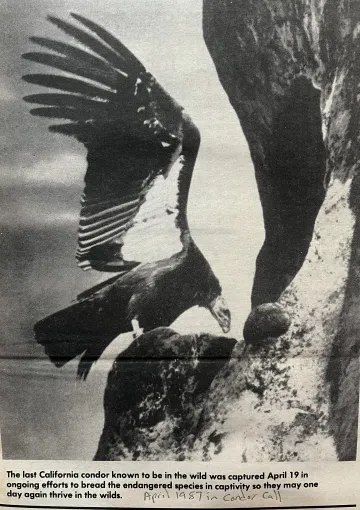 Last condor