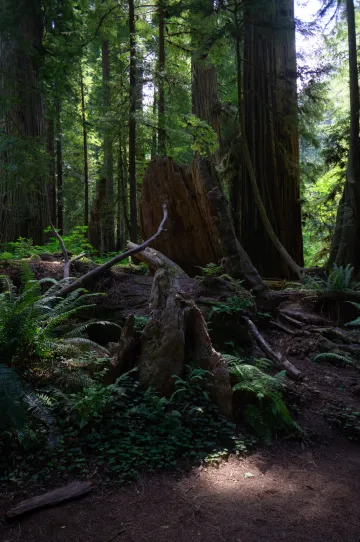 A pool of light on the ground in a tangled, dark green landscape of ferns and spooky redwood burls backed by tall trees. 
