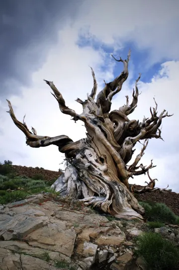 Methuselah