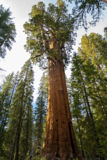 General Sherman