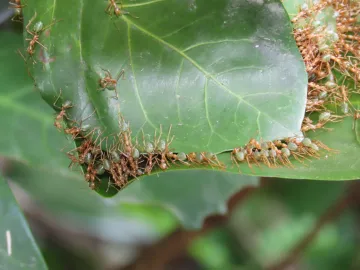 Green tree ants are part of a team in Queensland Australia