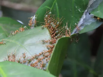 Green tree ants pulling together to build a nest in Australia