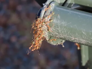 Green tree ants building a nest in Queensland Australia