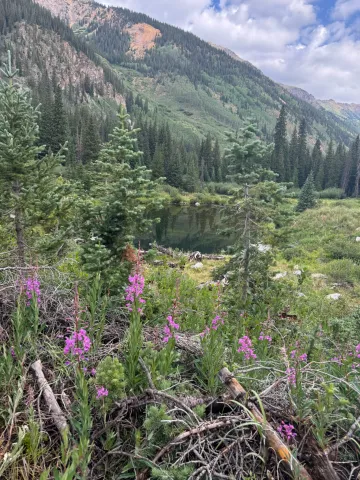 A mountain with purple flowers in front of it 