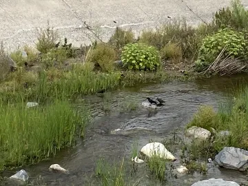 Trabuco Creek