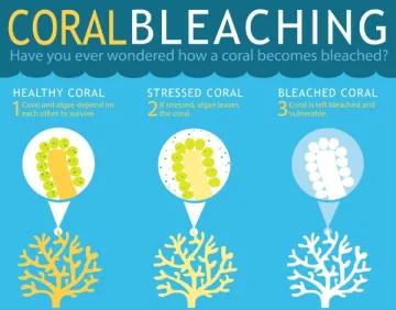 Coral bleaching graphic