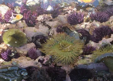 Tide pool at MDO in 2019 cropped C Mintzer