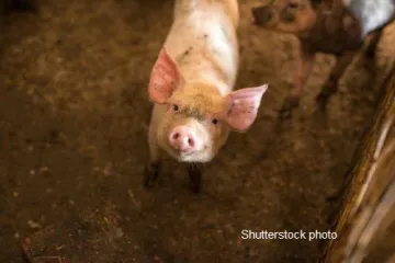 Young pig