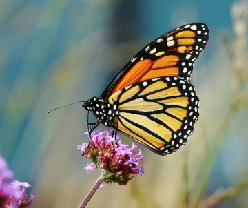 Monarchs