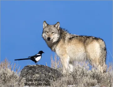 Wolf watching a bird Photo credit: Deby Dixon