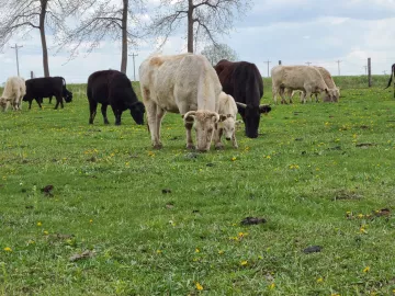 Wagyu cattle, Ethan Vorhes' farm