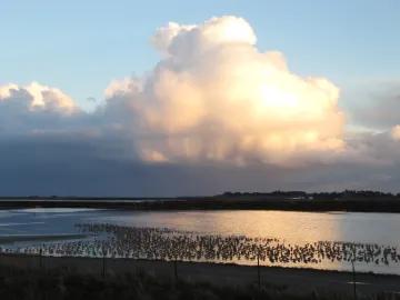 Cargill RWC Pond 10  shorebirds and clouds  IMG_5275.JPG