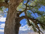 Cottonwood