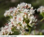Buckwheat