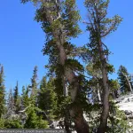 Whitebark Pine